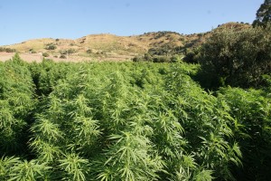 piantagione-marijuana-calatafimi